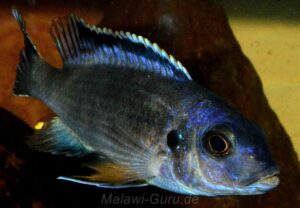 Petrotilapia pyroscelos Arten